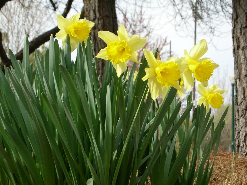 Spring Allergies in Indiana